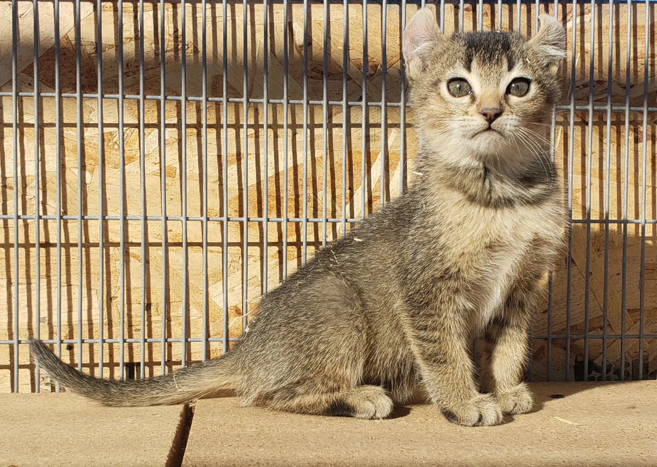 rattlesnake vaccine for cats